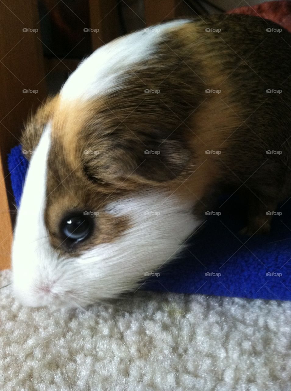 Guinea pig . Playful guinea pig 