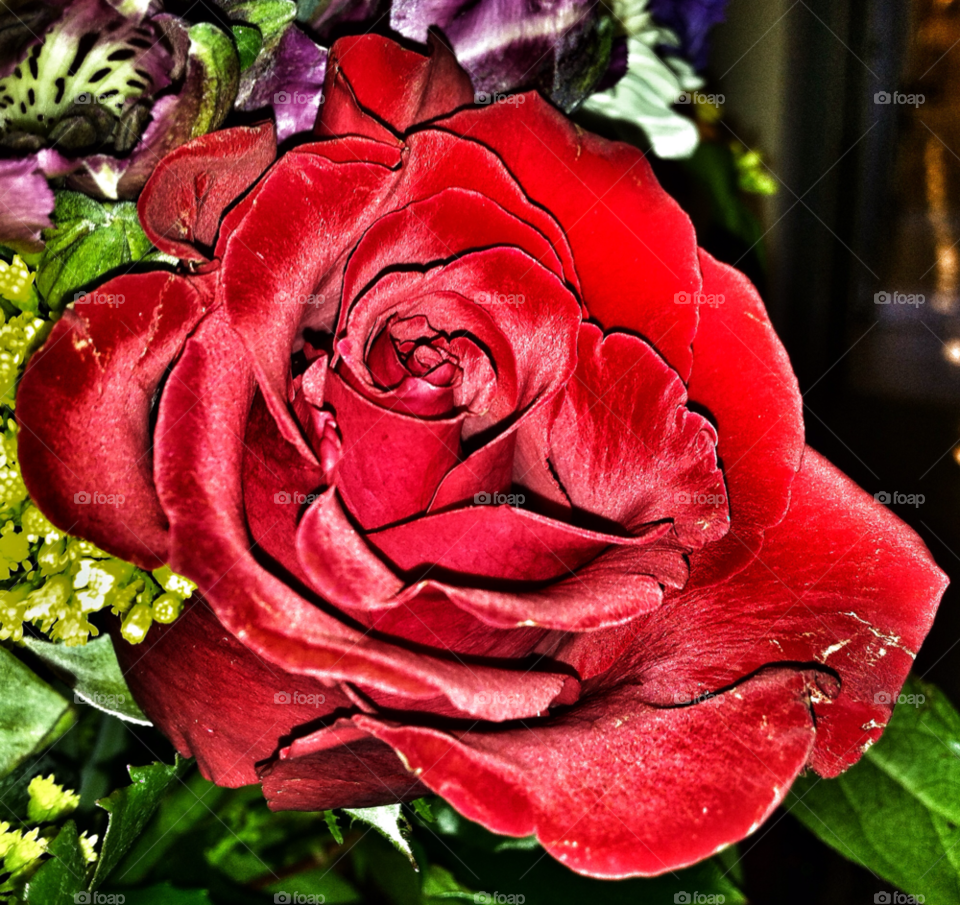 nature red rose nyc by delvec