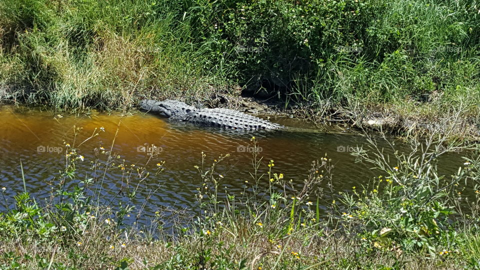 Lake Apopka Alligator