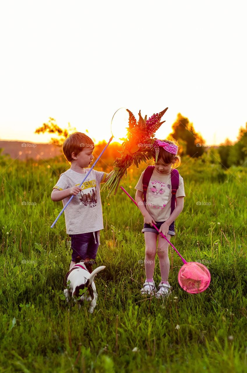 children walk the dog in the rays of sunset, pick flowers and catch butterflies with nets.