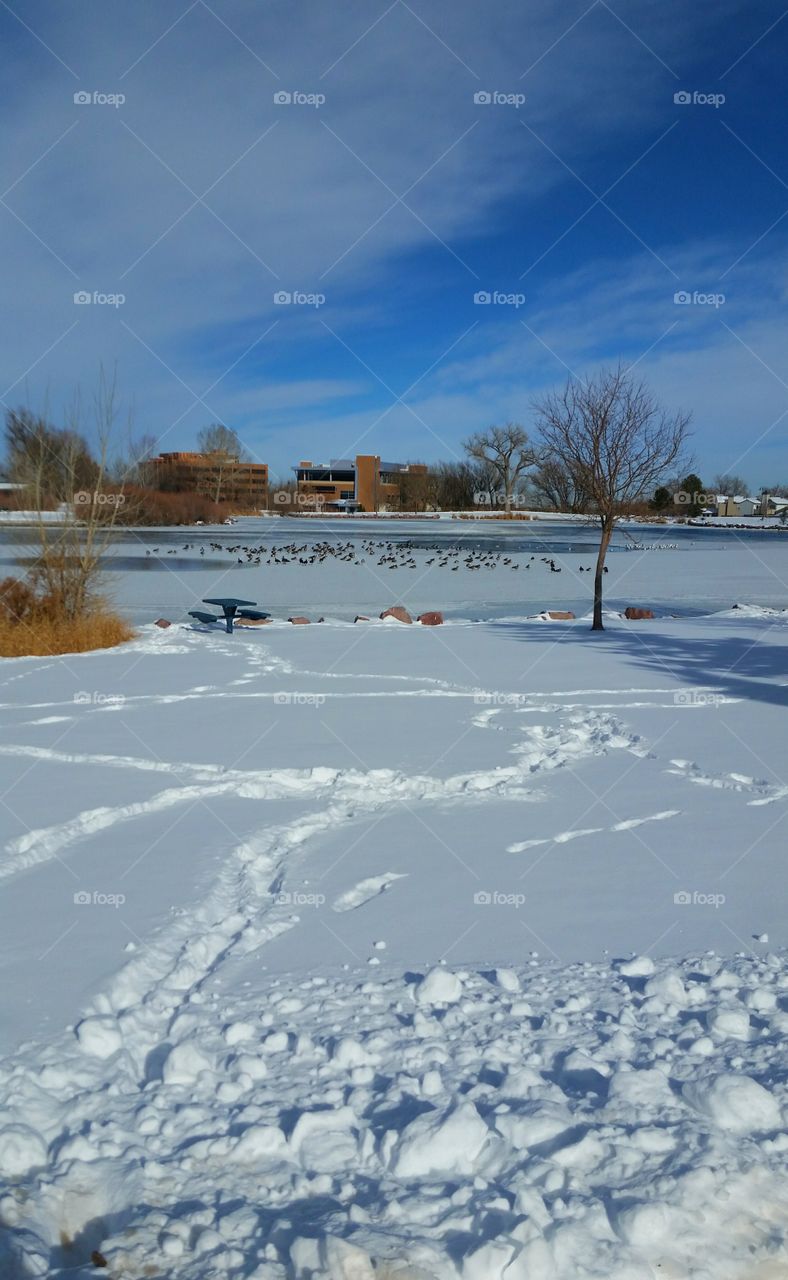 tracks in the snow lead to a frozen pond with migrating Canadisn geese resting on the ice.