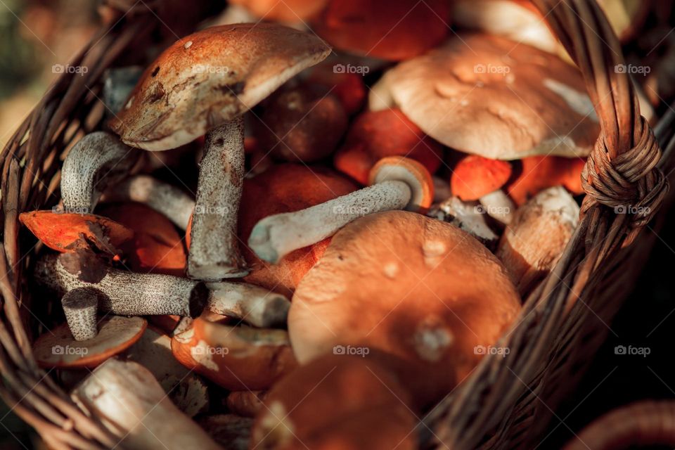 Mushrooms in basket