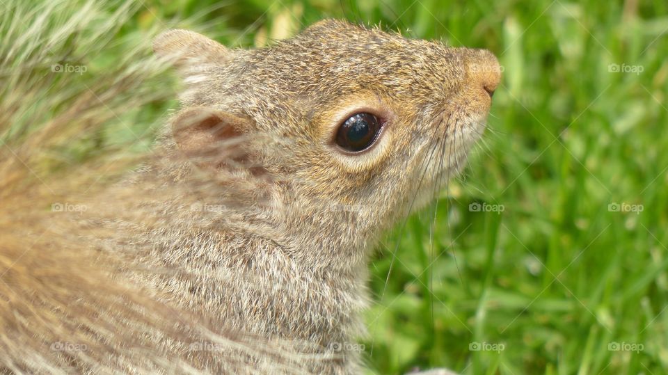 Close-up of squirrel