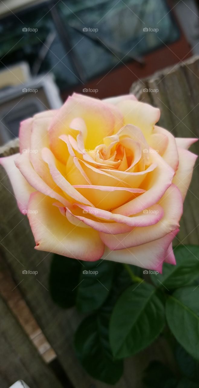 #roses #rosewater #beautiful #beauty #fresh #sweet #romantic #rain #flower #flowers #gardening #garden #yard
