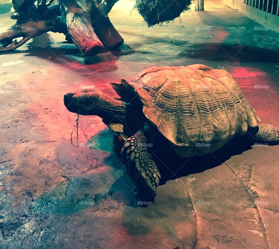 Huge turtle