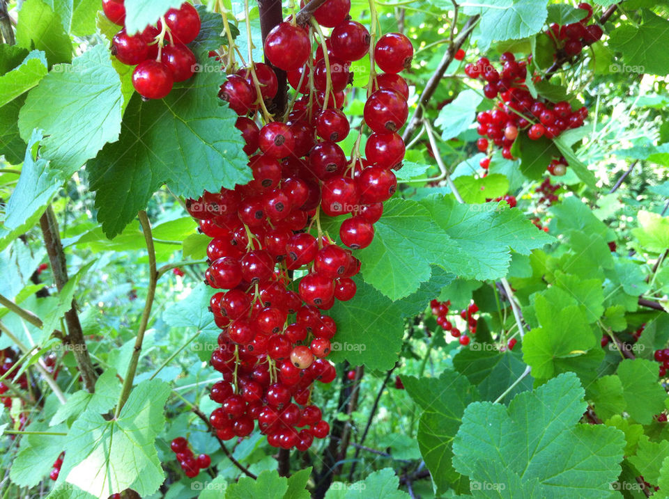 sweden summer berries listerby by magnor