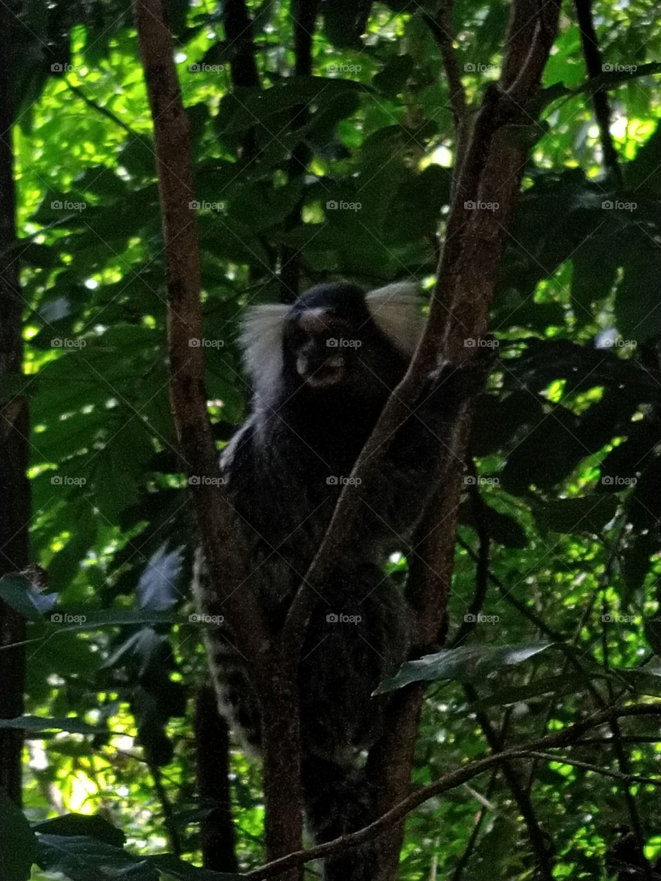 Monkey up in tree