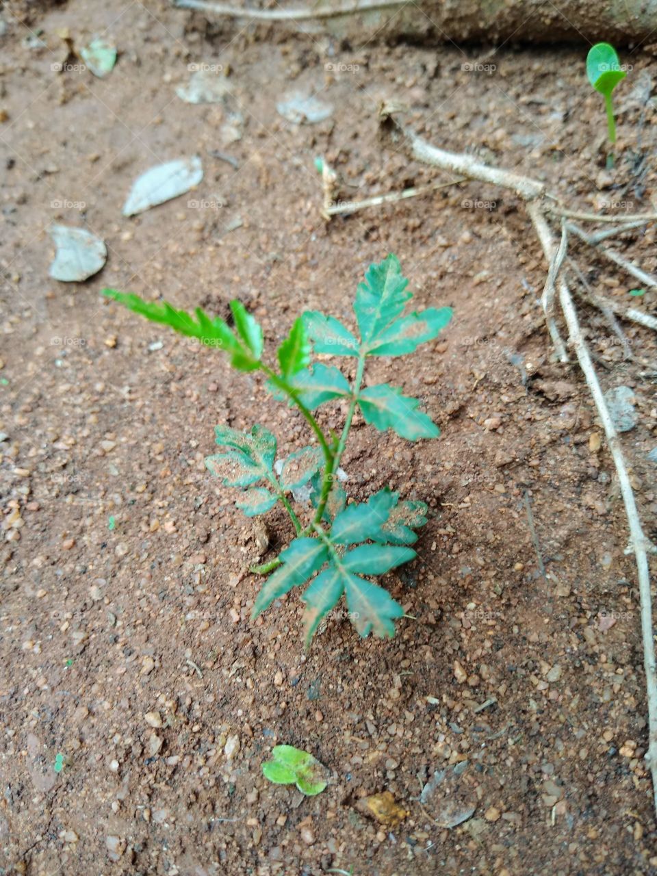a small neem plant in my garden