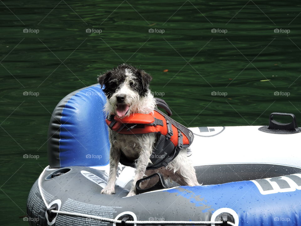 Dog in life jacket in water toy