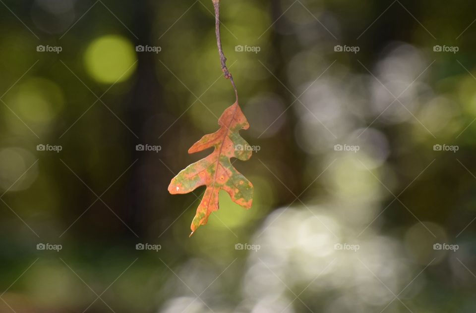 Close-up of leaf