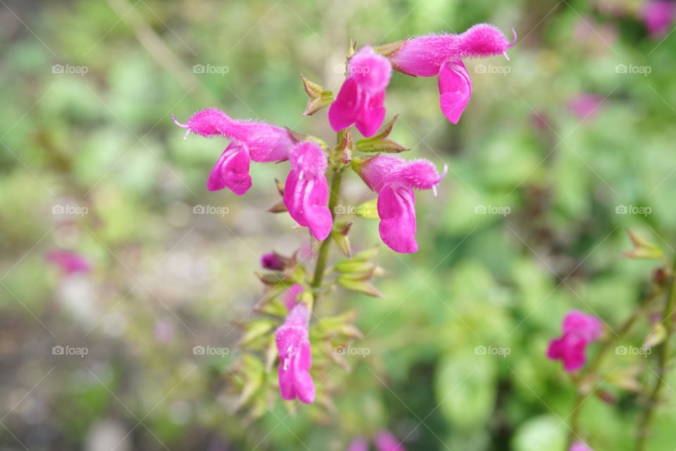 Bellflower 
Springs 
California Flower