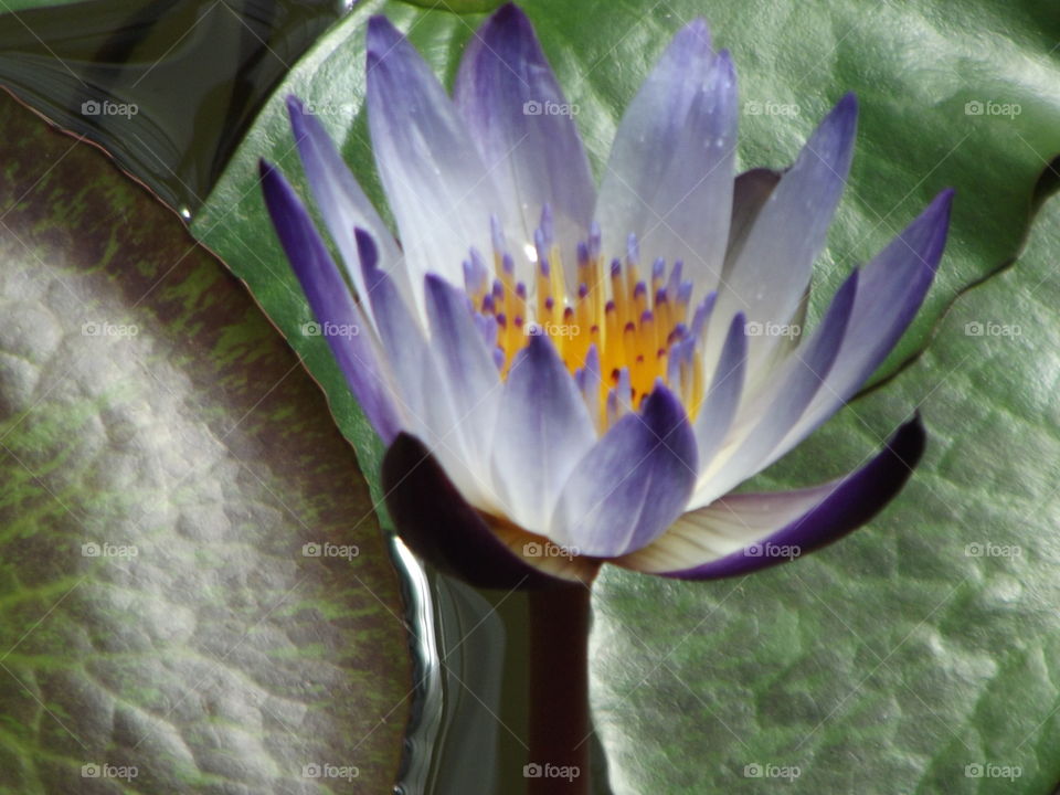 Purple Waterlily Flower