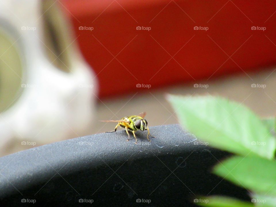 Hoverfly perched on a flower pot with a cat garden ornament blurred slightly just in background
