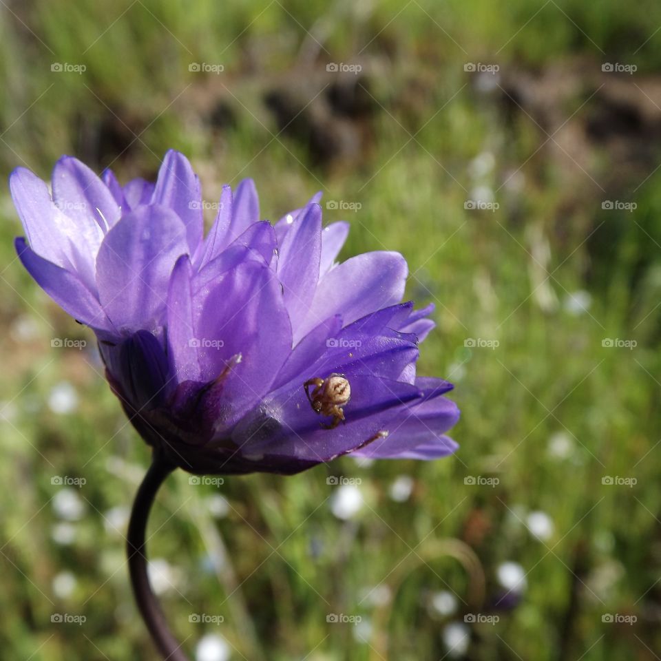 Purple flower with spider