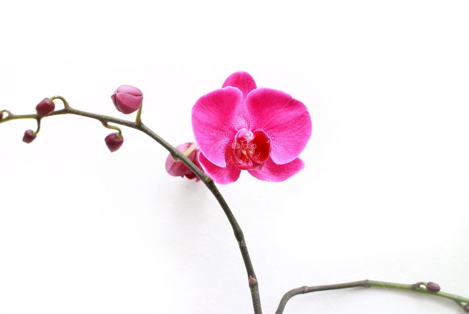 Blooming Orchid I.