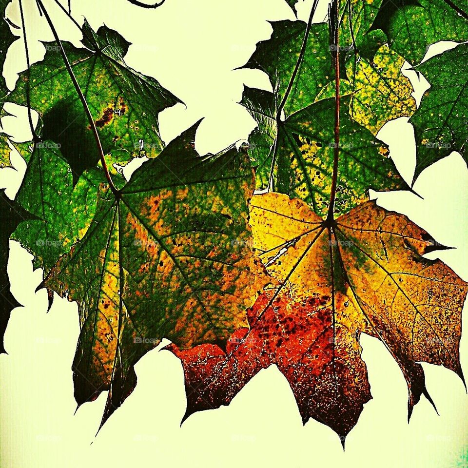 Fall Leaves