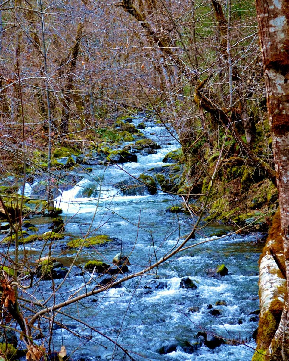 Stream flowing through forest