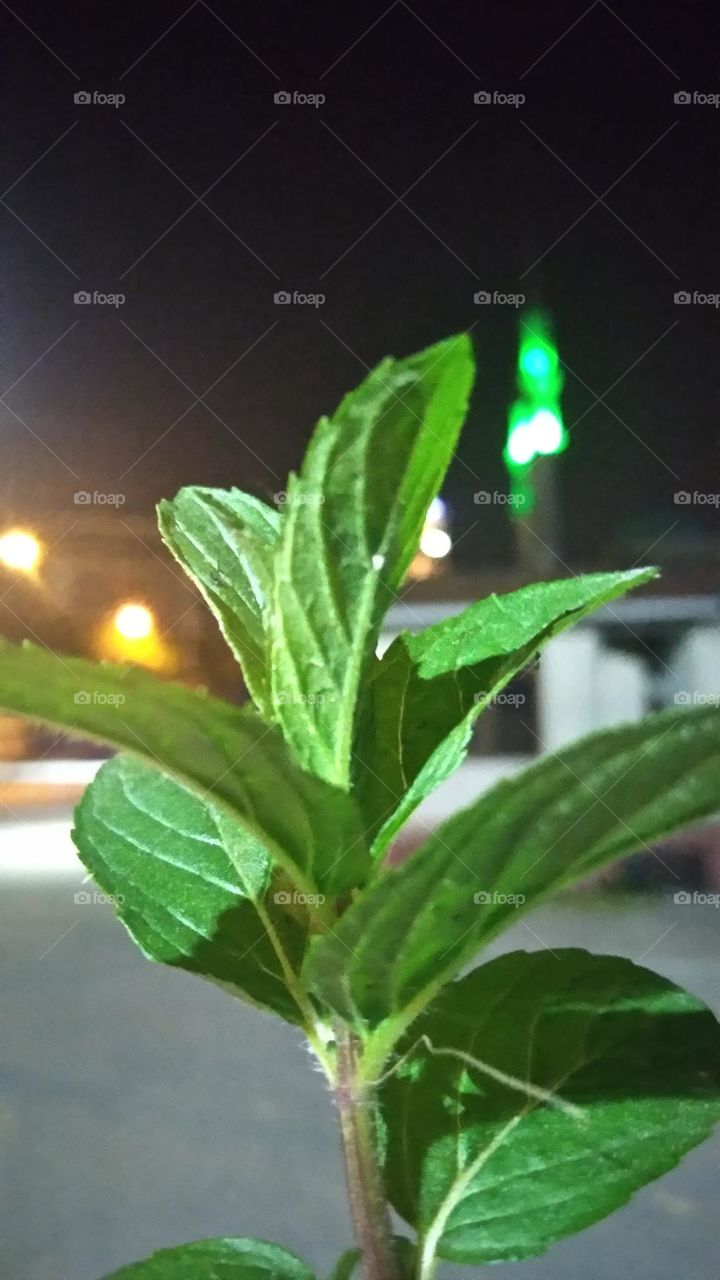 Mint leaf