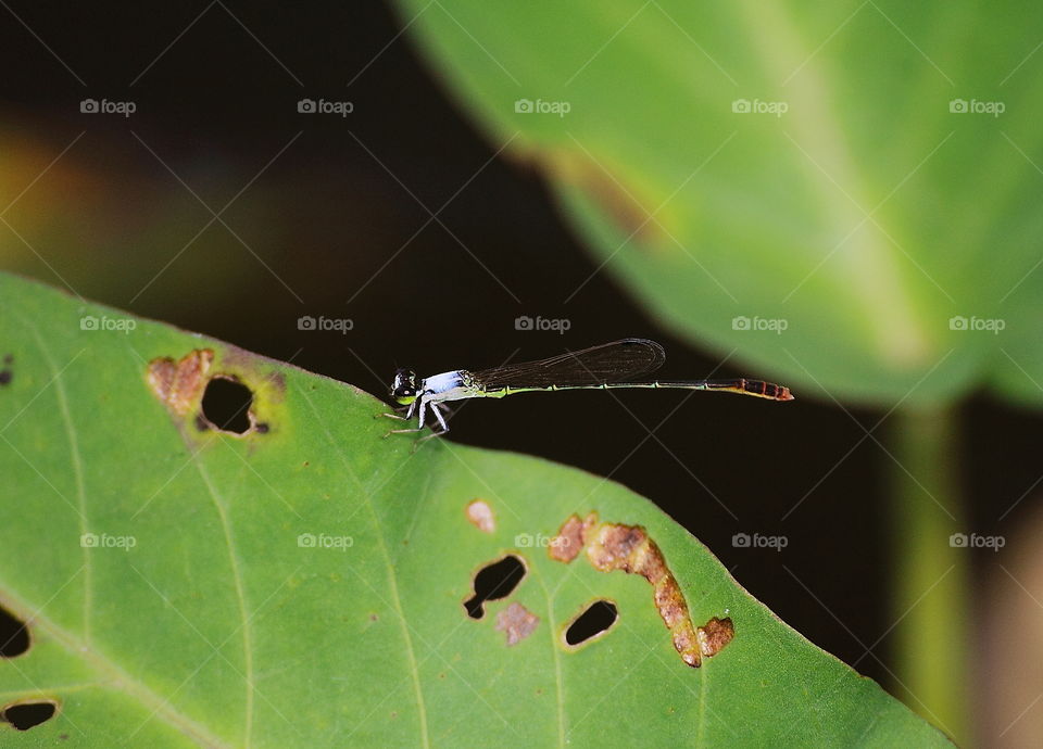 Agriocnemis femina . Tiny darmselfy for the colour of pruinose. Grey and lokks to feel crazy cold . Narrow tiny wings with the spot of black At the top site,, posterior . Green tail for fews and confinue dark to feel black , and orange at the top of