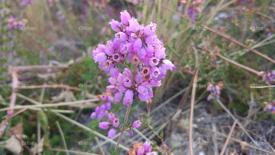 BeuatifuCamp Flower