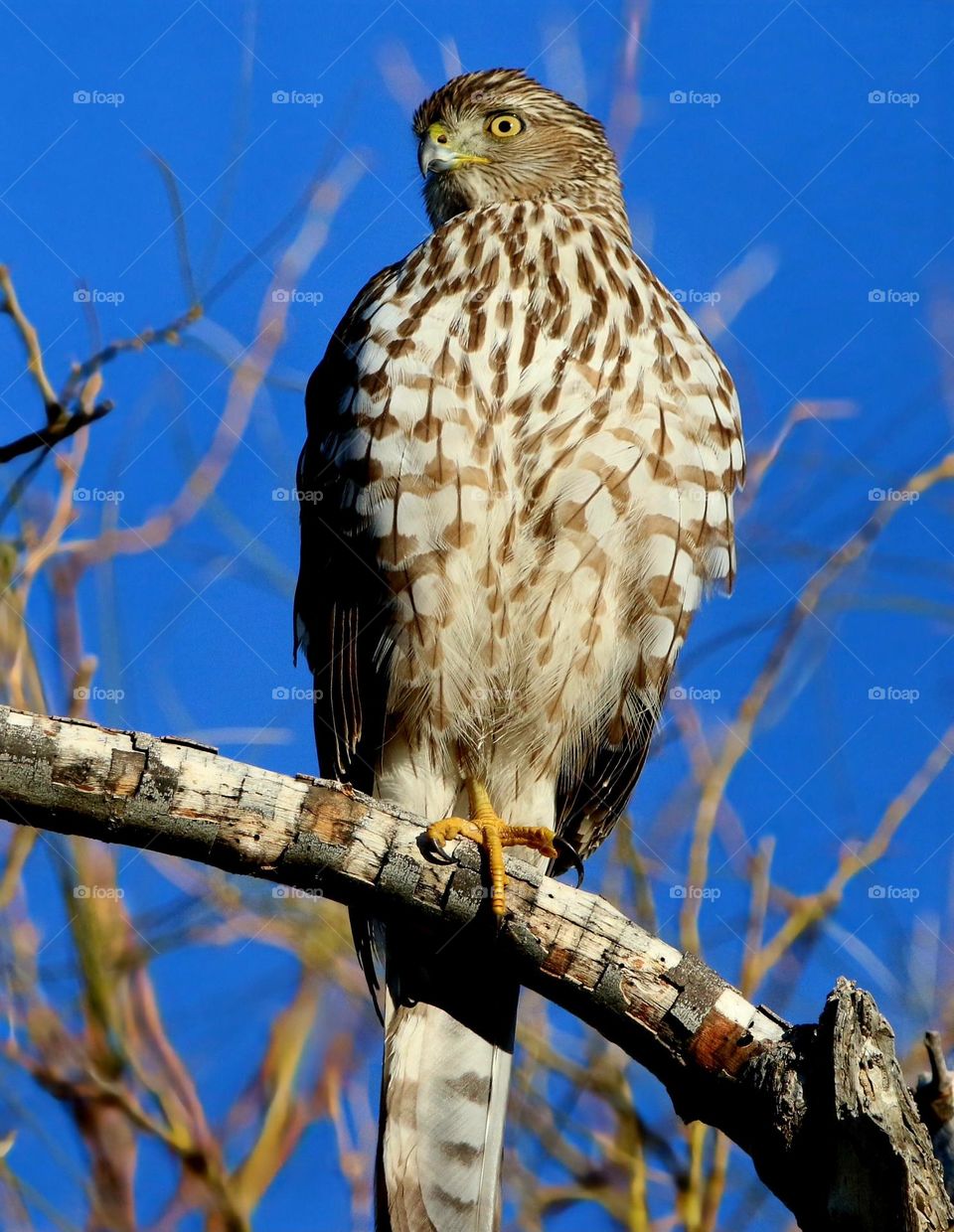 Cooper's Hawk Looking Left