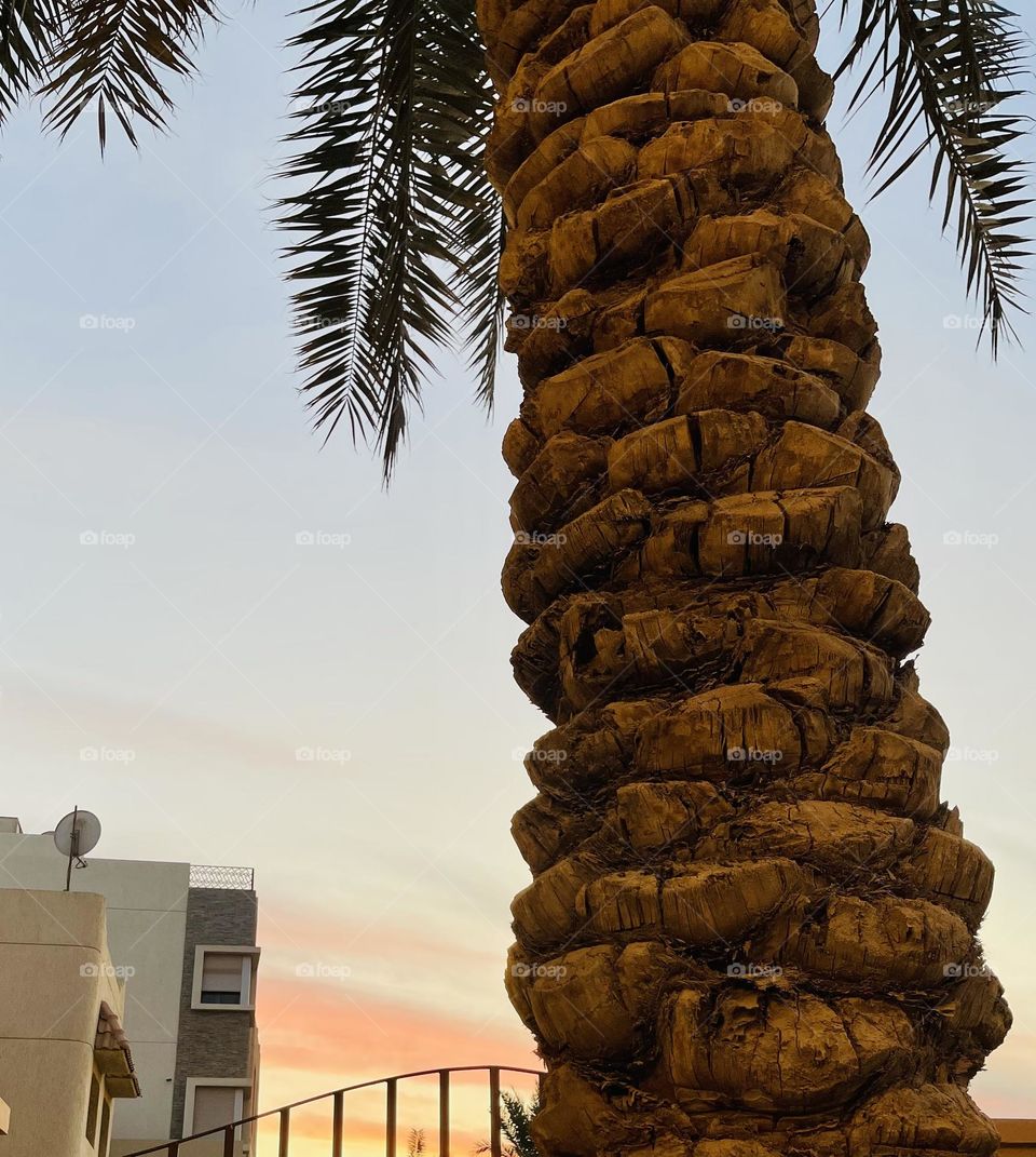 Palm and sky 1