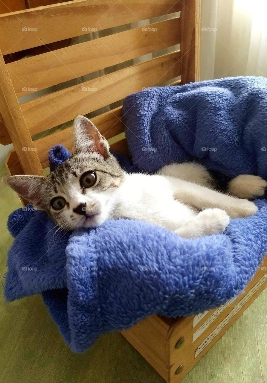 A kitten with its little blue blanket, inside the wooden box.