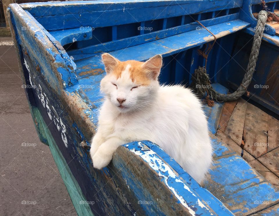 Cat in a boat 