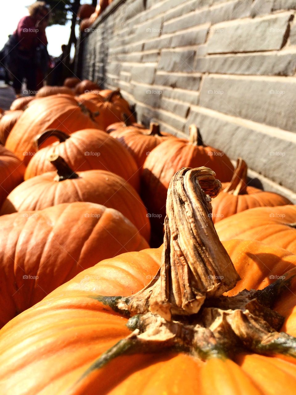 Pumpkin Row.
A bunch of pumpkins ready for the fall season!
