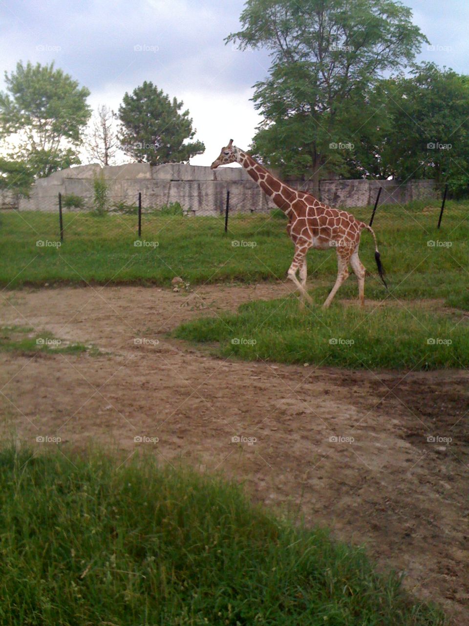 Giraffe, Nature, Grass, Mammal, Neck