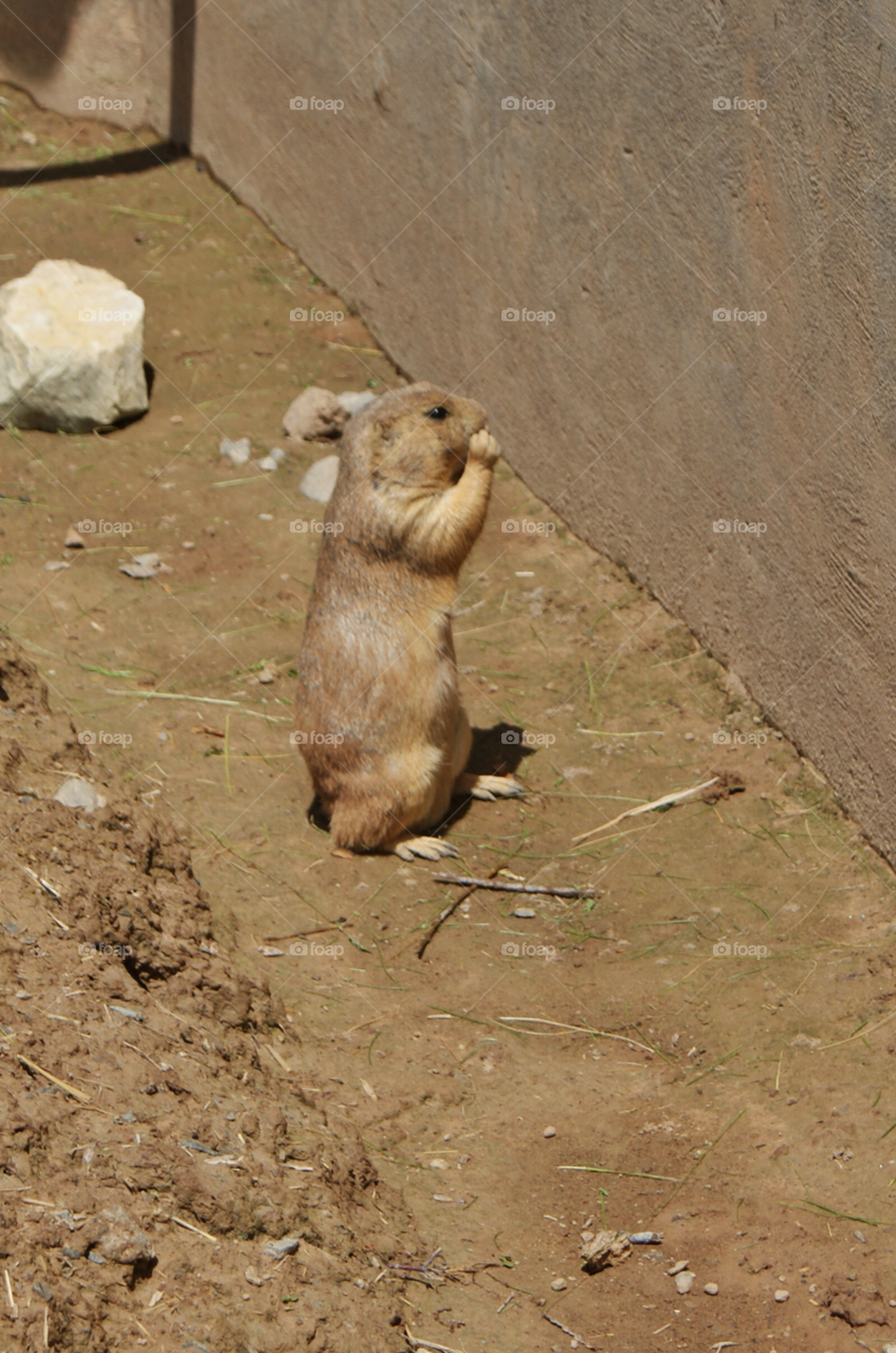 animal zoo animals prairiedog by somebeach