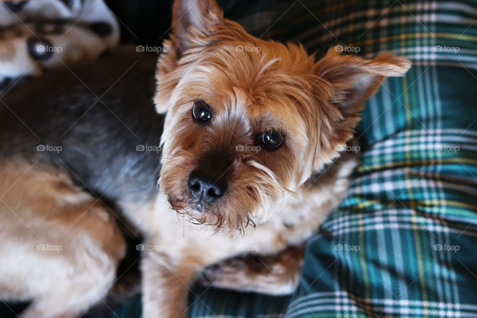 Dog looking up