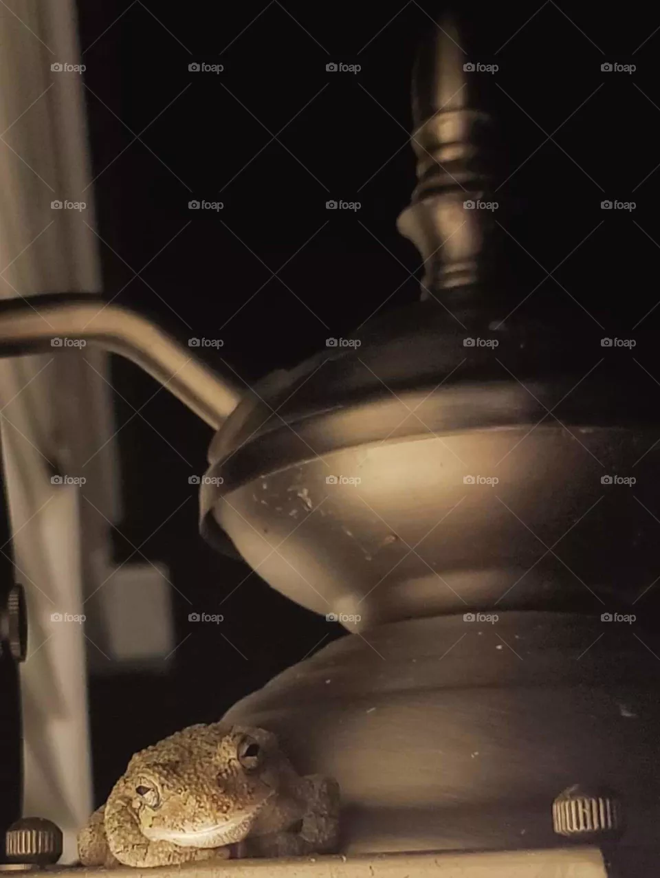 summer night toad frog amphibian