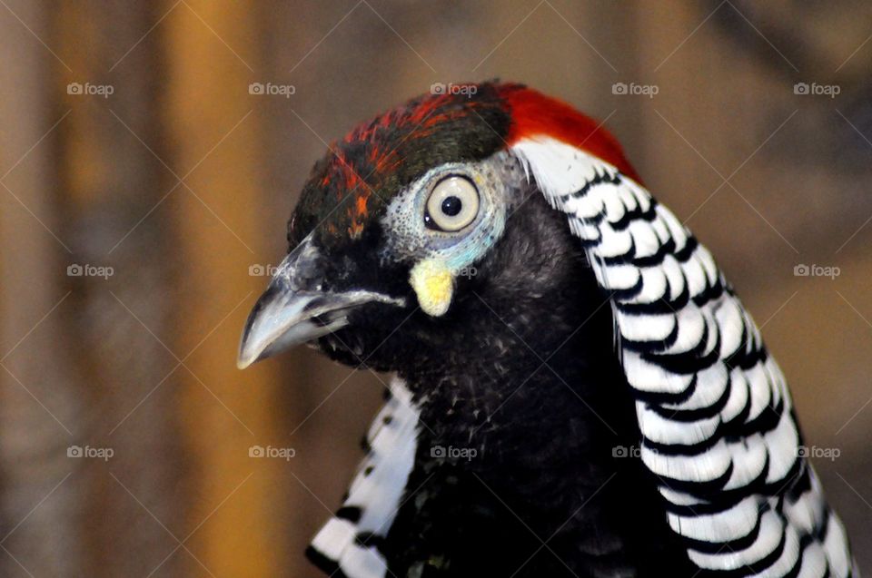 Wild bird, black, white, red and yellow