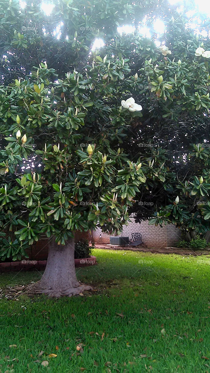 magnolia tree. this is a photo of a magnolia tree