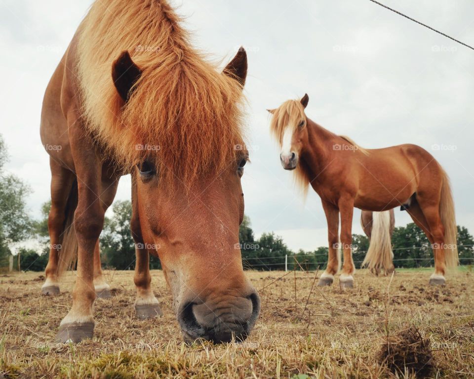 Horses