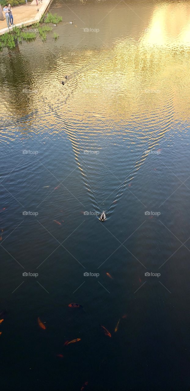 Gliding on the water