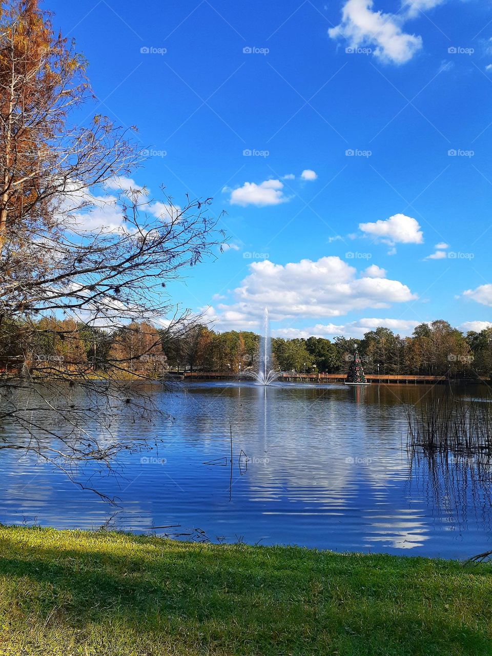 A beautiful landscape view with blue sky and white clouds. In the middle of the lake there is a fountain and a Christmas tree. Photo is of Lake Lily Park in Maitland, Florida.