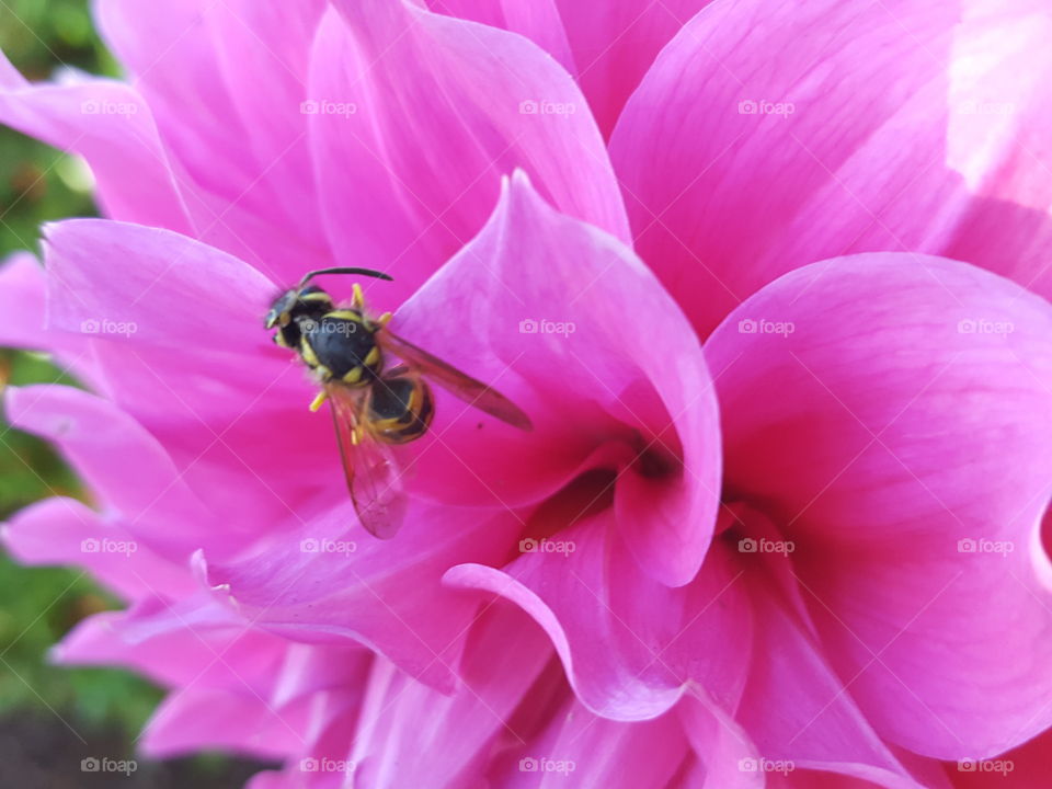 Close-up of bee pollinating on pink flower