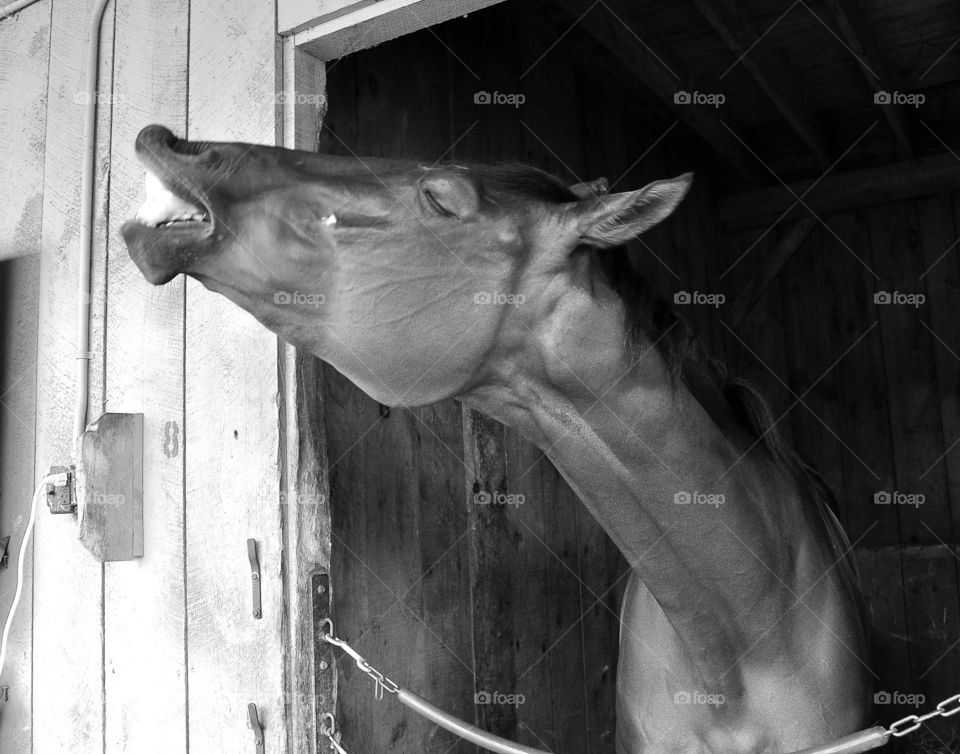 Kelly's Prize feeling Great. Kelly's Prize feeling a little frisky in her stall the morning after winning and paying 112.50
ZAZZLE.com/FLEETPHOTO