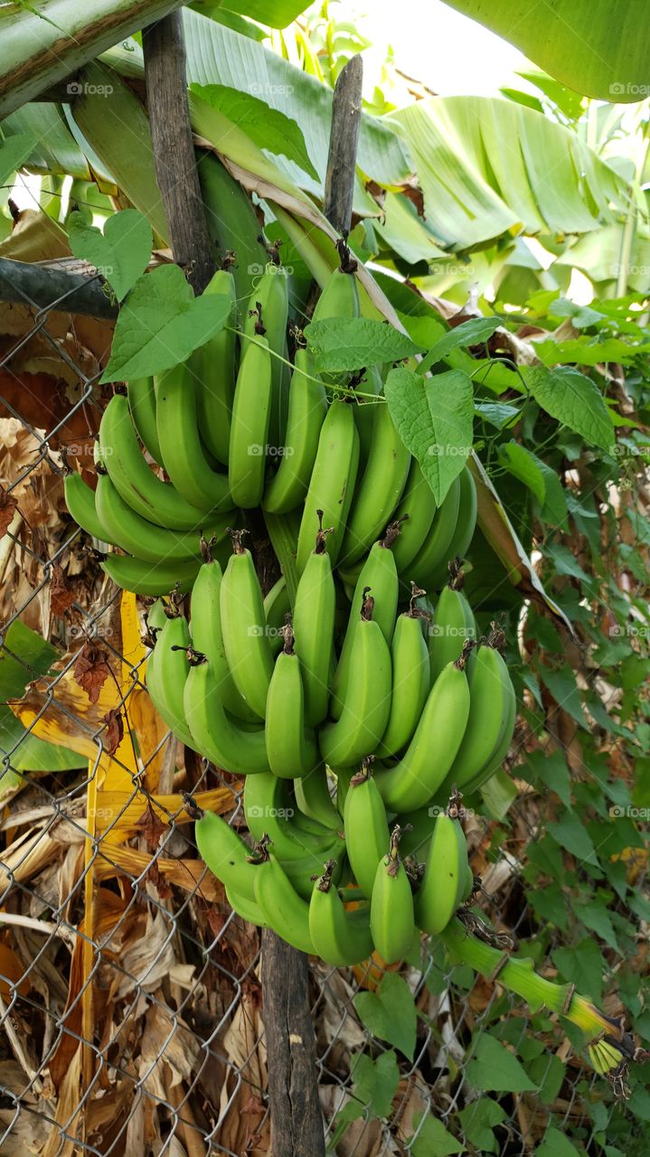 Plantain tree