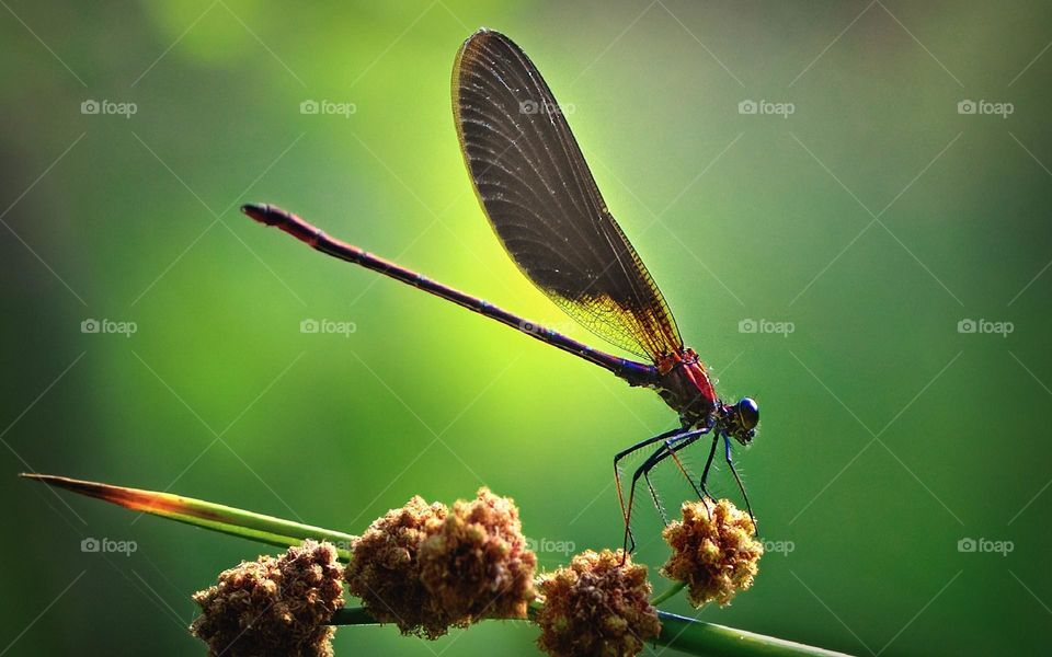 dragonfly🔥