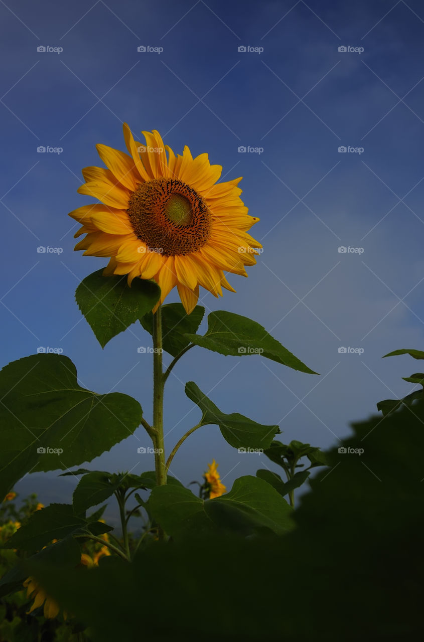 Sunflowers are blooming in the early morning before sunrise.