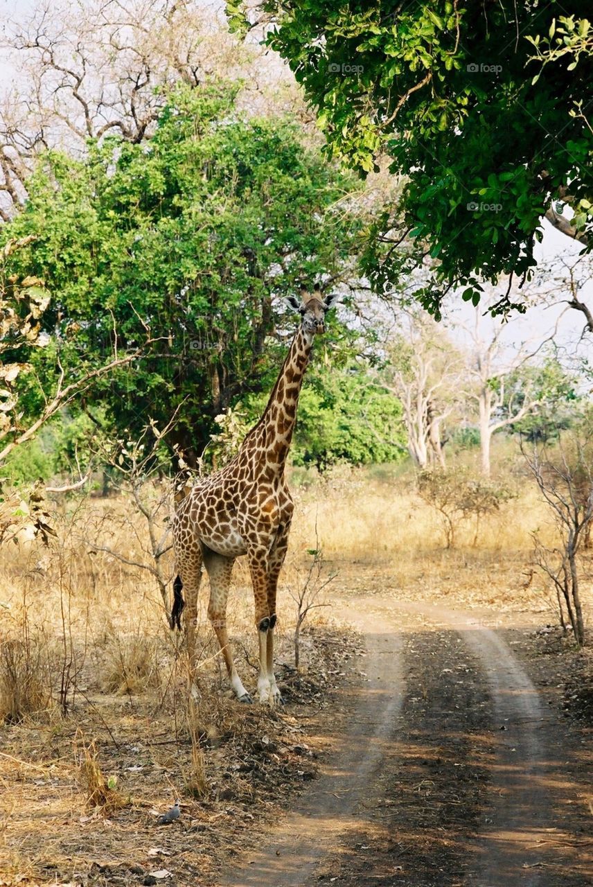 Photo safari, Zambia