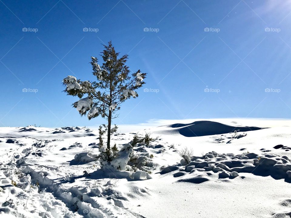 Winter tree