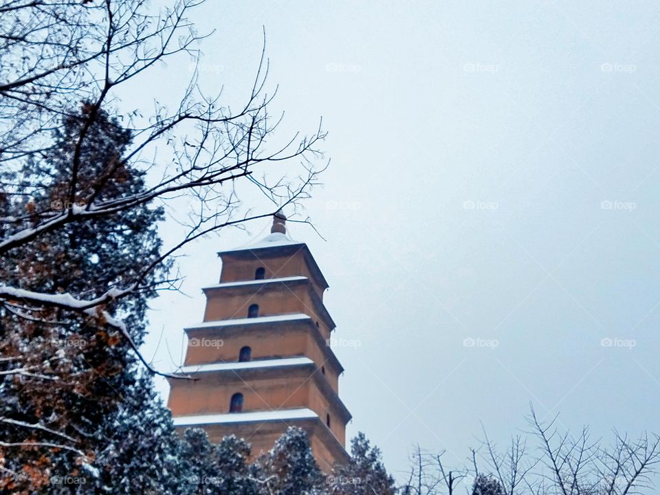 Winter, Snow, Tree, Wood, No Person