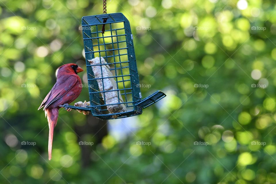 Early morning visitor my yard Cardinal 