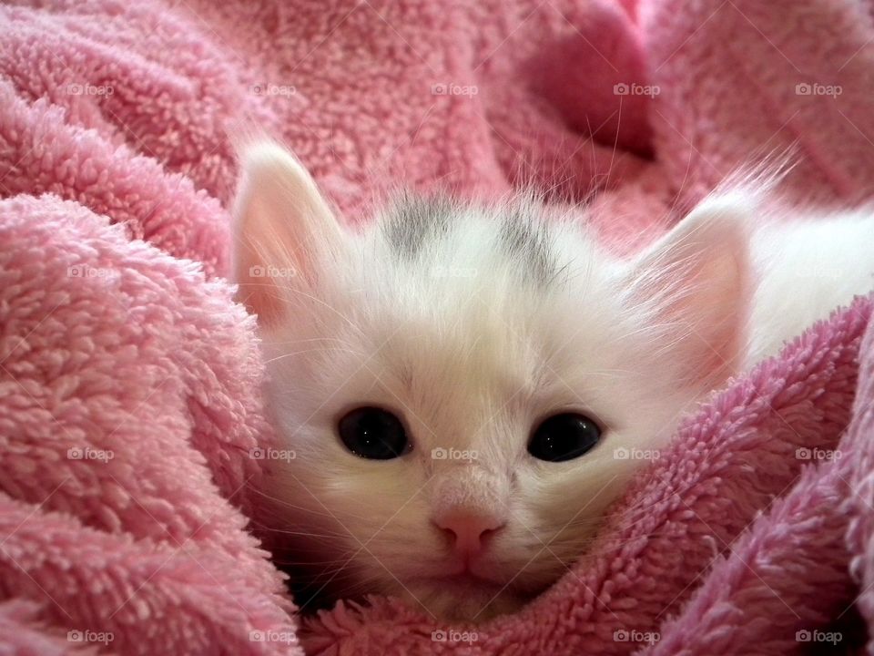 Kitten in towel