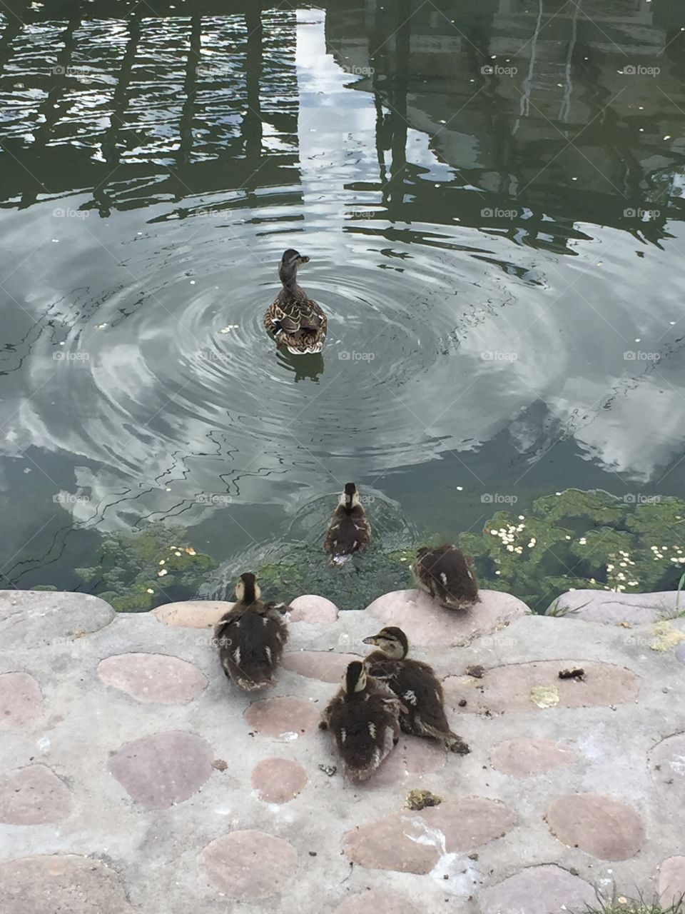 Mommy Duck  & Ducklings. @chelseamerkleyphotos Copyright © CM Photography May 2019.