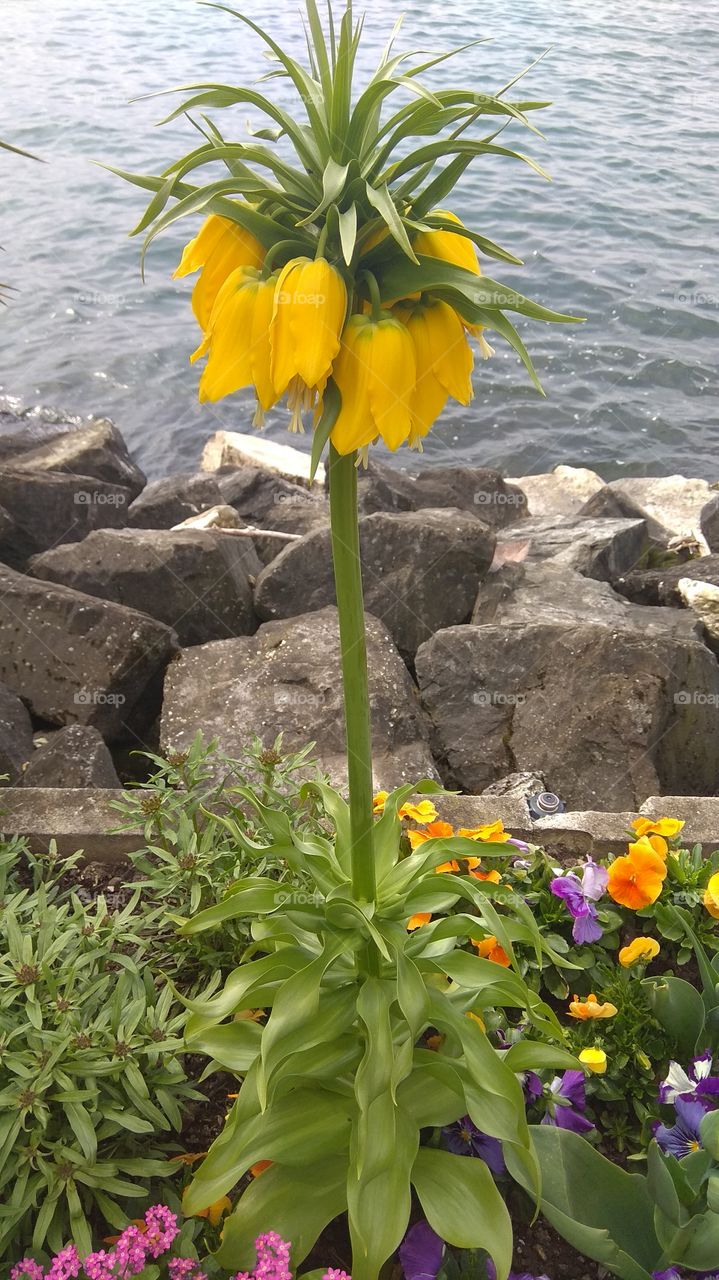 Upside down yellow flower